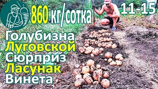 ???? Сбор урожая 26 сортов картофеля в жарком климате: Винета, Голубизна, Сюрприз, Луговской, Ласунак