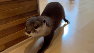 家の中を走り回るカワウソを上手く撮るために！ To get a good shot of the otter running around the house!