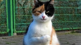 group of calico cats came to the park to people for food.
