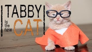 Orange is the New Black (Cute Kitten Parody)