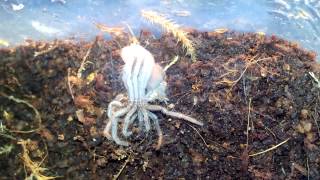 Brazilian salmon pink sling molting 1 1/2 inches