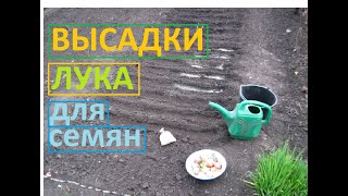 Садим высадки лука для выращивания семян