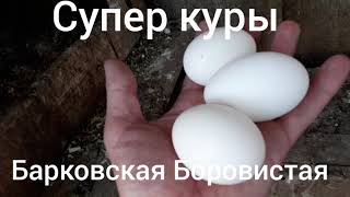 Отзыв куры Барковская Боровистая.Супер куры