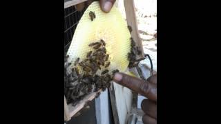 bee keepING sri lanka