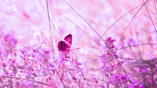 Spiritual Energy Cleanse | Solfeggio Frequency 528Hz | Relaxing Sounds | Healing Detox Frequency