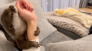 カワウソさくら 力いっぱい振り解いても全く離れないカワウソ otter that never leaves