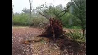 Tree blown over by wind