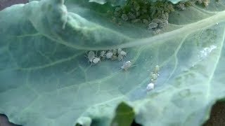 Closeup of aphids, My broccoli is loaded, homemade organic pesticide, howto