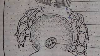 Клеточное Ядро. nucleus cellularis. Просто о сложном.