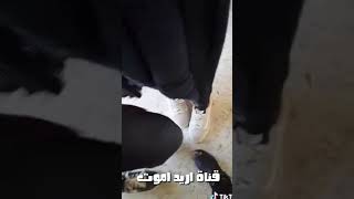 كحاب
