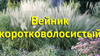 Вейник коротковолосистый. Краткий обзор, описание характеристик calamagrostis brachytricha