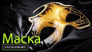 Как сделать маскарадную маску для карнавала ? / How to make a mask for the masquerade carnival?