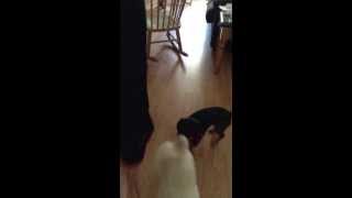 Gay dogs part 2