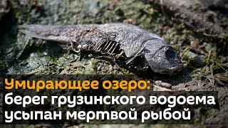 SOS! Рядом с Тбилиси умирает озеро, рыба выбрасывается на берег - что происходит в Кумиси?
