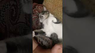 Барсик отдыхает #shorts #кот #животные