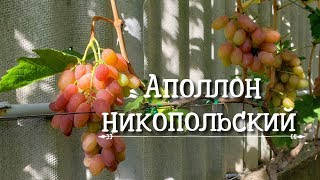 Аполлон никопольский - гибридная форма винограда