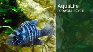 Aequidens Pulcher - Akary z młodymi..