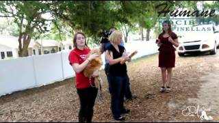 Humane Society pinellas Puppy Mill Lovers0415