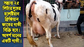 হলেষ্টিয়ান ফ্রিজিয়ান জাতের আদর্শমানের গাভী| Holstein friesian cow price in bangladesh।01756661666