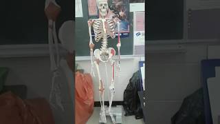 Sasha The Sexy Skeleton