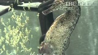 驚人！雄海馬「噴射式」產下～1800隻海馬寶寶 http://joy.ftp.cc