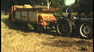 1977 Ouderwets mais hakselen, chopping corn old style