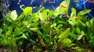 Где лучше покупать рыбок и растения? В зоомагазине или на птичьем рынке? AQUAбеседы #1