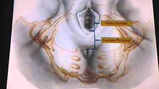 Distopia genital 2