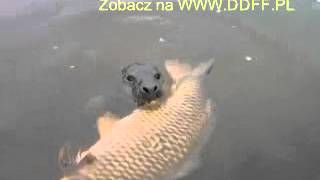 Duży karp