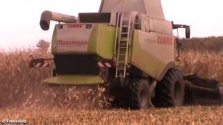 Maisdreschen mit LU Moorrmann
