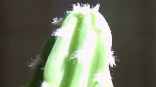 DesdelMargen - Clov (Video)
