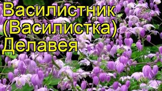 Василистник делавея. Краткий обзор: Василистник делавея описание характеристик, где купить саженцы