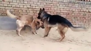 German Shepherd Mating In A Village l German Shepherd Puppy Rs 7500 l Mob 8053888138