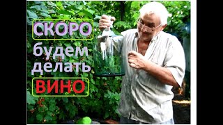 Подготовка к винодельческому сезону