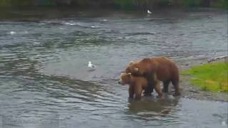 12+ Природа Аляски Бурые медведи спариваются на Brooks River Mating of brown bears 2015