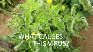 What is the real cause of Geminivirus?