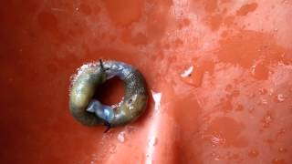 Reproduction of slugs / Как размножаются слизни