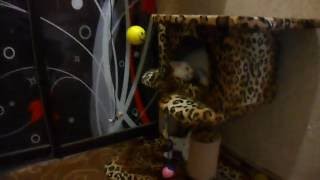 КАК СДЕЛАТЬ ДОМИК ДЛЯ КОТЯТ. CAT TO HOUSE
