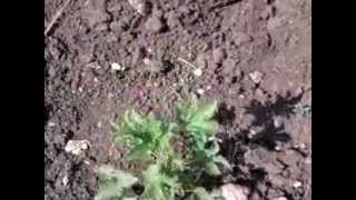 Plot Video pltvid Guj Sur Mul Dan 978 P2 S1 30Oct12103654 V0