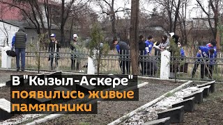 В "Кызыл-Аскере" появились живые памятники — видео с акции "Сад памяти"
