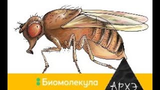 Сергей Глаголев: "Роковая икра, или золотые яйца"