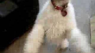 dog eats air