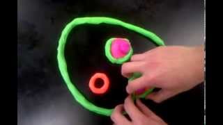 Endosymbiosis Theory