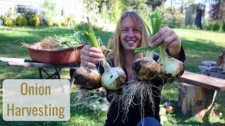 Life in a Tiny House called Fy Nyth - Harvesting & Curing Onions