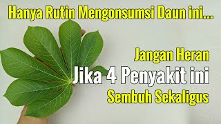BIKIN GEGER... HANYA RUTIN MENGONSUMSI DAUN INI, JANGAN HERAN JIKA ANDA HEMAT BIAYA KE DOKTEL
