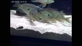 Geophagus sp. aff. altifrons feeding