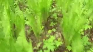 ЁжЖЖ 2015 05 30 Сходили в #лес за #шиповником, а не найдя #накопали #рябины, #папоротник, пение птиц