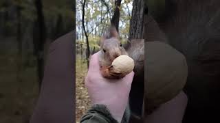 Ловлю ушастую любительницу грецких орехов / Catching a big-eared lover of walnuts
