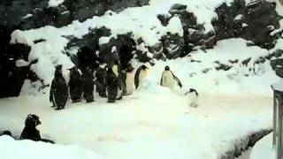 Penguin MetalHead!!