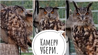 Сова внезапно узнала, что за ней наблюдают без согласования. Смотрит матом